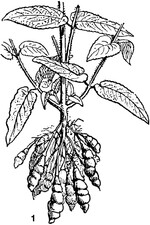 Illustration von Knollenziest aus dem Jahr 1895 im „Dictionary of Words and Things"