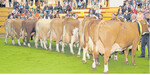 Das Schlussbild der Siegerkühe zur Auswahl der Miss Oberschwaben.