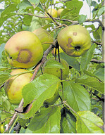 Aufgrund des enormen Schorfdrucks war in vielen Obstanlagen Blatt- und auch Fruchtschorf zu finden.