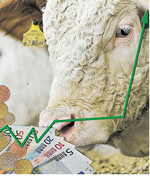 Bullenmast: Der Einsatz von gesextem Sperma verbessert die Wirtschaftlichkeit.