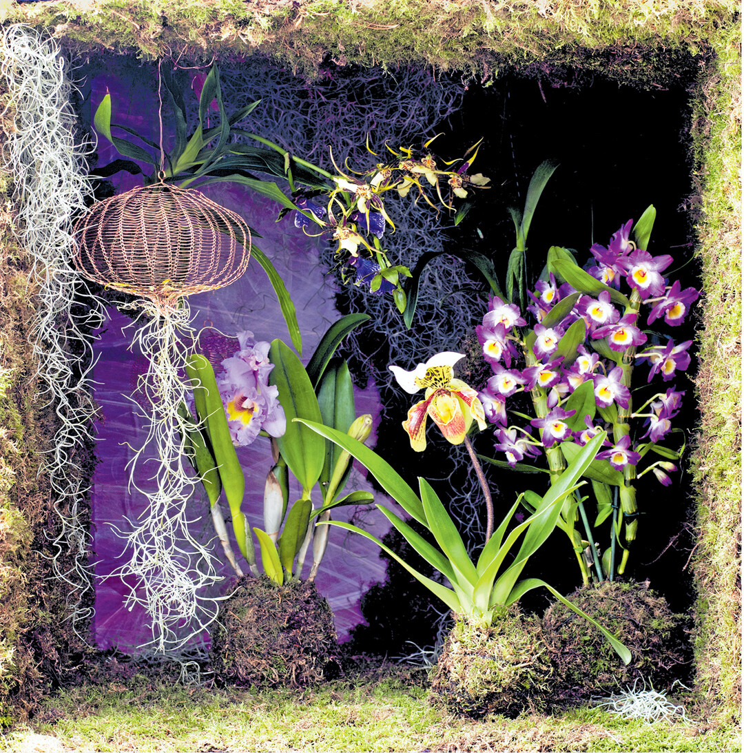 bild der woche Die Vielfalt von Orchideen ist immer wieder beeindruckend. Hngend: Zygopetalum (blaue Blten), Brassia (helle Blten). Stehend (v. l.) Cattleya, Paphiopedilum (Frauenschuh) und Dendrobium nobile. Cattleya wird auch die Knigin der Orchideen genannt, ihre Blten werden fnf bis fnfzehn Zentimeter gro.