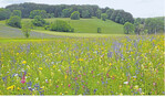 Artenreiche Blumenwiesen sind nicht immer ein Standortnachteil. Sie bergen auch Vermarktungspotenzial.