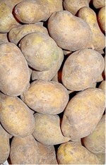 Kartoffeln in einem Korb. Das Proberoden von rund 100 Knollen liefert in der Regel einen guten Ausblick auf die Ernte.