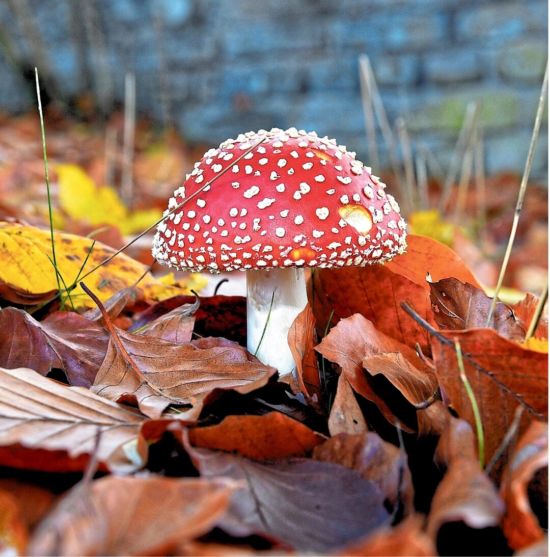 So schn dieser Fliegenpilz inmitten von Herbstlaub auch aussieht – zum Verzehr ist er ganz und gar nicht geeignet! Er ist nmlich uerst giftig fr uns Menschen. Frher wurde er zudem hufig verwendet, um Fliegen den Garaus zu machen. Deshalb auch der Name. Dazu wurden kleine Fliegenpilzstckchen in Milch getrnkt, um die lstigen Fliegen anzulocken. Das purpurrote Mnnlein findet man zwischen Juli und Oktober im Wald. Einzelne Exemplare, wie dieser hier, prsentieren sich aber auch noch bis in den November hinein – wenn auch ein wenig angefressen.