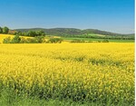 Zur Ernte im kommenden Jahr rechnet die Ufop mit einer etwas kleineren Rapsfläche in Deutschland. Flächenverluste gab es in Norddeutschland, Flächengewinne in Süddeutschland.