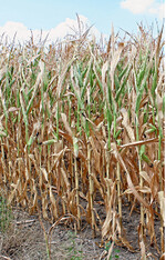 Ein Trockenmassegehalt über 35 Prozent führt bei Mais bereits häufig zu Verdichtungsproblemen und damit zu einem erhöhten Nacherwärmungsrisiko. Daher sollte gerade in Trockenjahren der Bestand engmaschig kontrolliert werden, da die Abreife erfahrungsgemäß schneller erfolgt als gemeinhin angenommen.