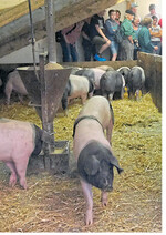 Die Mastschweine fühlen sich auf dem Betrieb von Gerd und Claudia Albrecht in Weikersheim-Nassau sauwohl.
