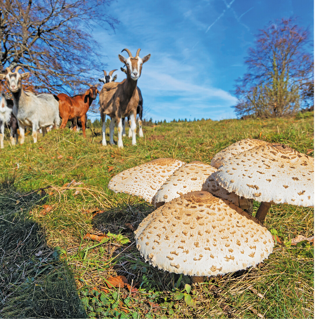 Zur Freude der Pilzsammler ist 2019 ein gutes Jahr. Diese Parasol- oder Riesenschirmpilze bestaunen auch die Ziegen, die die Wacholderheide bei Albstadt-Onstmettingen auf der Schwäbischen Alb vor Verbuschung bewahren.