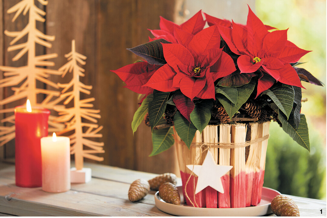 Eine Verkleidung aus Anzündhölzern, Paketband und einenem schlichten Holzstern macht aus einem alten Übertopf das ideale Gewand für einen klassisch roten Weihnachtsstern.