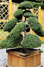 Der Löffel-Ilex eignet sich für den Formschnitt.