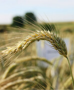 Preise für Ökogetreide lassen sich erfragen oder kostenpflichtig beziehen.