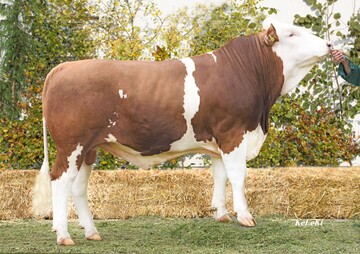 Weyer ist ein leistungsstarker Wattking-Sohn aus einer Manigo-Mutter, der viel Milch mit guten Eutern kombiniert.