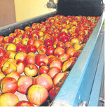 Gewaschen und sortiert: Der Betrieb Heilig vermarktet die Äpfel über Wochenmärkte und einen privaten Händler.