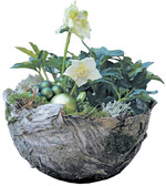 1 Styroporkugel, Birkenrinde, Christrose, Koniferenzweigchen (Muschelzypresse, Eibe), Glaskugeln verschiedener Größe