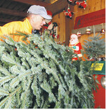 Grüne Pracht: Nordmanntanne aus Baden-Württemberg in astreiner Qualität.