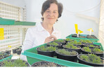 Prof. Dr. Dorothea Bartels mit dem Gras Oropetium thomaeum in der Anzuchtkammer an der Universität Bonn.