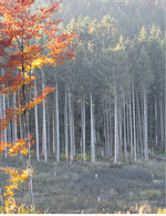 Der Umbau von Nadelreinbeständen oder nicht standortsgerechten Beständen ist genauso ein Fördertatbestand wie die Wiederherstellung von stabilen, naturnahen Laub- und Mischwäldern nach Schadereignissen.