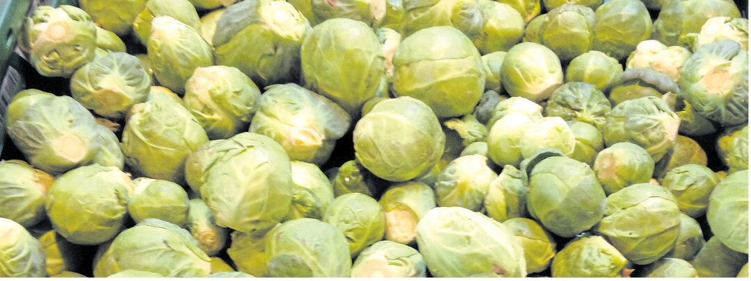 Rosenkohl hat jetzt Saison. Die kleinen Rschen erscheinen als feste Kohlkpfe im Miniformat.