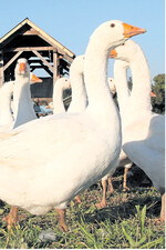 Bei Gänsen ist der deutsche Selbstversorgungsgrad niedrig. Diese Lücke nutzen landwirtschaftliche Direktvermarkter.