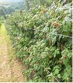 Bei der Produktion von Himbeeren liegt die Republik Srpska auf Platz elf weltweit.