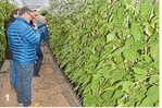 Betriebsbesuche in Heidelberg: Der Gemüsebaubetrieb Claudia Weigold baut alternativ Beerenobst an.