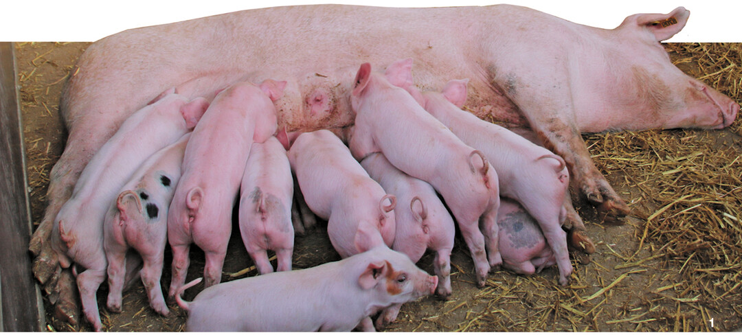 Pro Sau werden durchschnittlich zehn bis zwölf Ferkel abgesetzt.