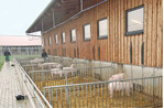Viel Licht, Luft und Bewegung: Mastställe für Ökoschweine müssen bestimmte Vorgaben erfüllen.