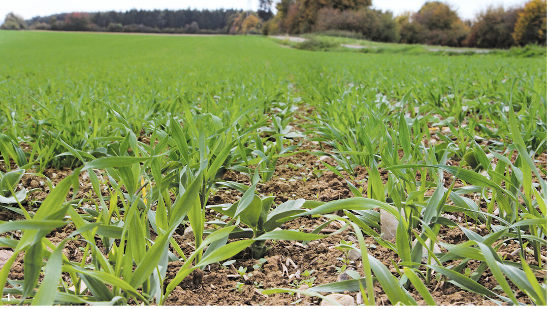 Wie soll man den Bestand sauber halten, wenn man aufgrund des hohen Steinbesatzes nur flach arbeiten kann? Damit sich die Hauptkultur  in diesem Fall Winterweizen  gut entwickeln kann, setzt Wolfram Wiggert auf Untersaaten, die Beikr�uter unterdr�cken sollen.