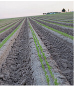 Wer beispielsweise Öko-Karotten anbaut, kann beim Projekt des LTZ mitmachen.