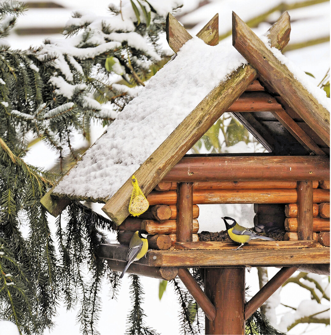 Wer jetzt Zeit und Lust hat, kann Futterhäuschen für Vögel bauen oder mit Nistkästen schon mal fürs Frühjahr vorarbeiten. Wie leicht es ist, für verschiedene Vogelarten spezifische Nistkästen zu bauen, das erfahren Sie unter www.baden-wuerttemberg.nabu.de. Mit der Motorsäge schnell gemacht ist auch eine Futterröhre, wie auf der Seite 48.