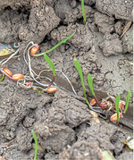 Achten Sie bei der Aussaat auf eine geschlossene Saatrille, um Wachstum und Entwicklung des Getreides nicht zu gefährden.