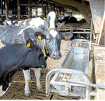 Frisches, sauberes Wasser ist das wichtigste Futtermittel, um Kühe und Rinder leistungsfähig und gesund zu halten.