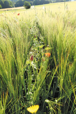 Eine blühende Untersaat in Sommergerste ist eine Futterquelle für Insekten.