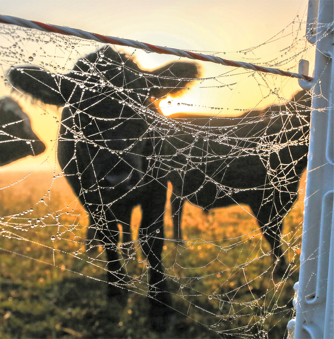 Die Natur zaubert auch im Herbst besondere Motive, wie dieses vom Fotograf als: Morgentau am Weidezaun" titulierte.