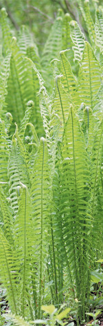 Straußfarn bildet hoch aufragende Bestände.