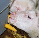 Reicht die Milch des Mutterschafes nicht aus, sollten die Jungtiere mit einer Ersatztränke versorgt werden. Das kann Kuhmilch oder ein für Lämmer geeigneter Milchaustauscher sein.