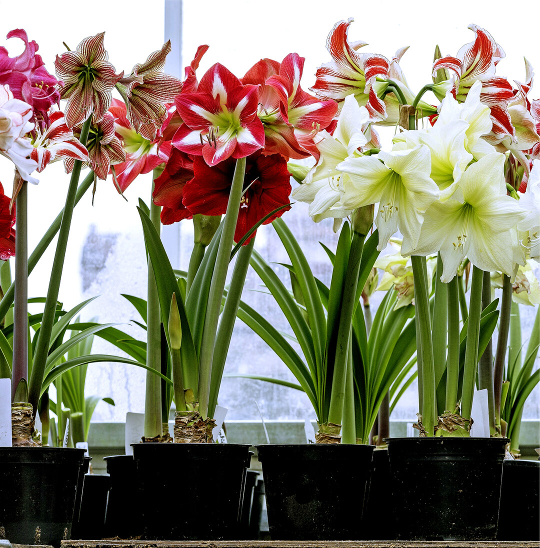 Winterzeit ist auch immer Amaryllis-Zeit. Traditionell gibt es die Hippeastrum, wie die Amaryllis botanisch heißt, in roten und weißen Sorten, es gibt sie aber auch in Gelb, Grün, Orange und Rosa. Manche sind elegant gestreift, andere wild gesprenkelt. Einige erinnern in ihrer Form entfernt an Seesterne, gefüllt blühende verbreiten im Haus romantischen Charme. Im Supermarkt und Gartencenter findet sich eine Auswahl der bekanntesten Varianten, doch wer auf der Suche nach dem Besonderen ist, sollte sich online auf die Suche begeben. Dort finden sich auch Sorten, die außerhalb der Norm, noch ganz neu oder herrlich ausgefallen sind.