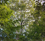 Bei dem Programm handelt es sich um eine langfristige Förderung für noch mehr Klimaschutz und Biodiversität.