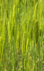 Der Anbau von Einkorn kann eine interessante Vermarktungsnische darstellen.