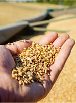 Die Welt atmet auf. Weizen wird vorerst nicht weiter als Waffe eingesetzt.