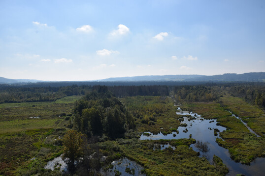 Wiedervernsstes Moor  im Pfrunger-Burgweiler Ried.