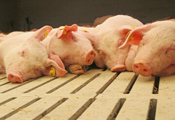 Die UEG will ihre Schweine knftig mit einem oder mehreren Partnern vermarkten.