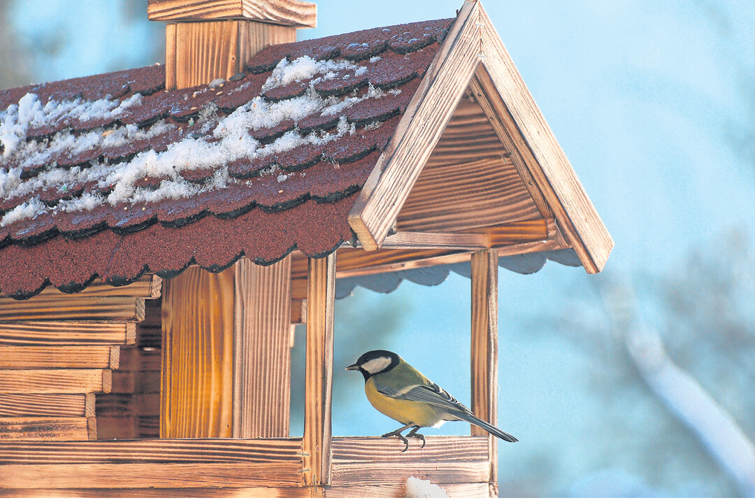 Vogelfütterung ist Umweltbildung. Wichtig: Die Vogelhäuschen regelmäßig reinigen und das Futter vor Regen schützen. Die Kohlmeise ist die Vogelart, die im Winter am zweithäufigsten unsere Gärten besucht.