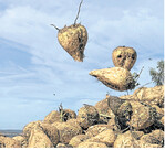 Zuckerrüben werden auf eine Rübenmiete abgeladen. Die diesjährige Kampagne läuft noch bis Mitte Dezember.