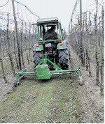 Soll das Wachstum durch Wurzelschnitt nur moderat beruhigt werden, muss er früh im Winter erfolgen.