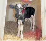 Milch satt: Kälber profitieren davon, wenn sie mehrmals am Tag ad libitum getränkt werden. Das fördert ihre Organentwicklung und Leistungsfähigkeit.