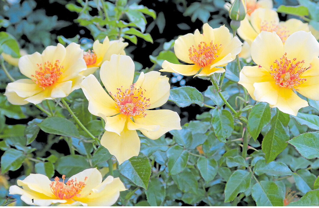 Mit der „Papillon Collection" setzt der Züchter Pheno Geno Roses auf den aktuellen Naturtrend.