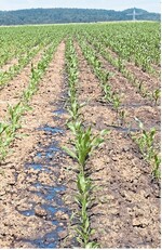 Die Einarbeitungsfrist für Gülle beträgt derzeit vier Stunden. Laut Franz Wiesler geht in dieser Zeit schon zu viel Stickstoff verloren und eine Frist von einer Stunde wäre bezogen auf die Verluste besser.