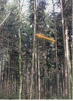 Totholz (siehe Pfeil) in der Fällschneise erhöht das Unfallrisiko.