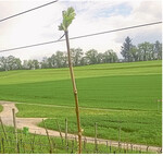 Eine Frostrute bewährt sich besonders in frostgefährdeten Anlagen. Sie sollte in Jahren ohne Frostschäden aber spätestens nach den Eisheiligen entfernt werden.